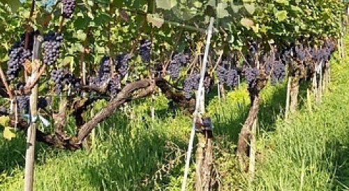 Campings para visitar viñedos y bodegas