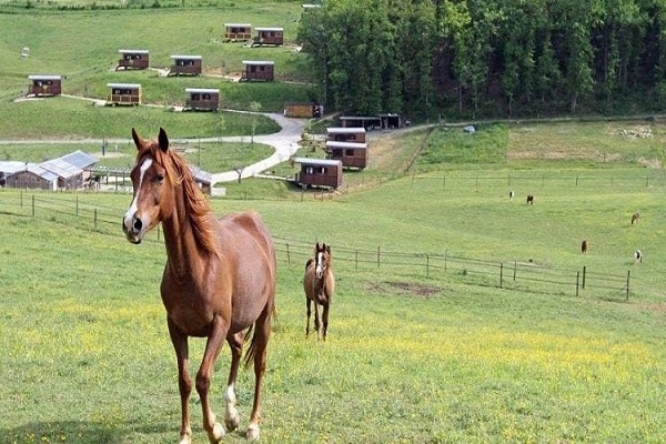/campings/francia/midi-pirineos/gers/DomainedEscapa/camping-domaine-d-escapa-1483049200-xl.jpg
