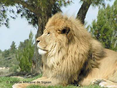 Reserva Africana de Sigean